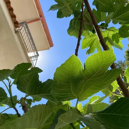 Il Cavalluccio Marino Alojamento de Acomodação e Pequeno-almoço 4*